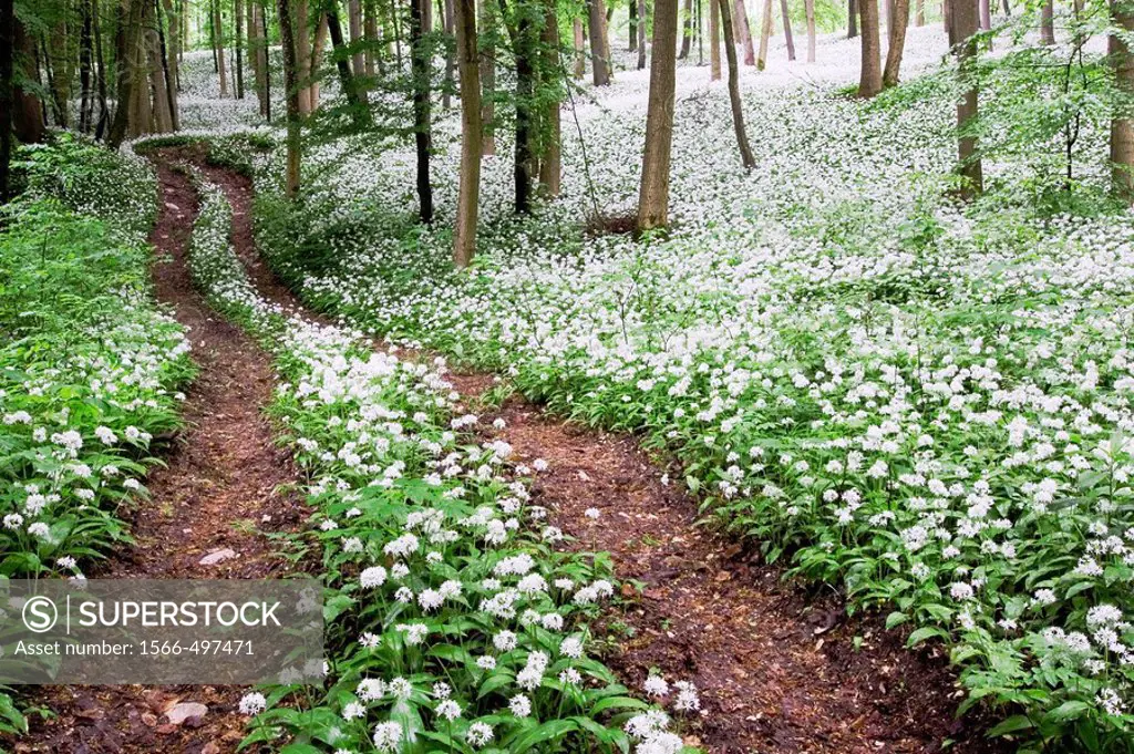 Tracks through the Ramsons Allium ursinum - Bavaria / Germany