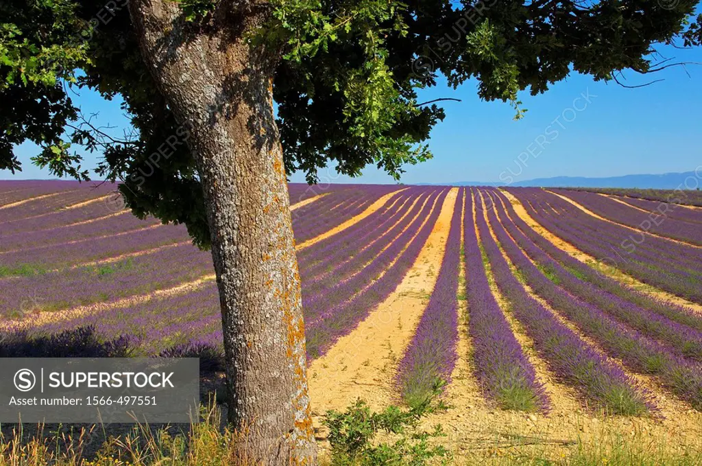 Lavender field at Valensole plateau. Alpes-de-Haute-Provence, France