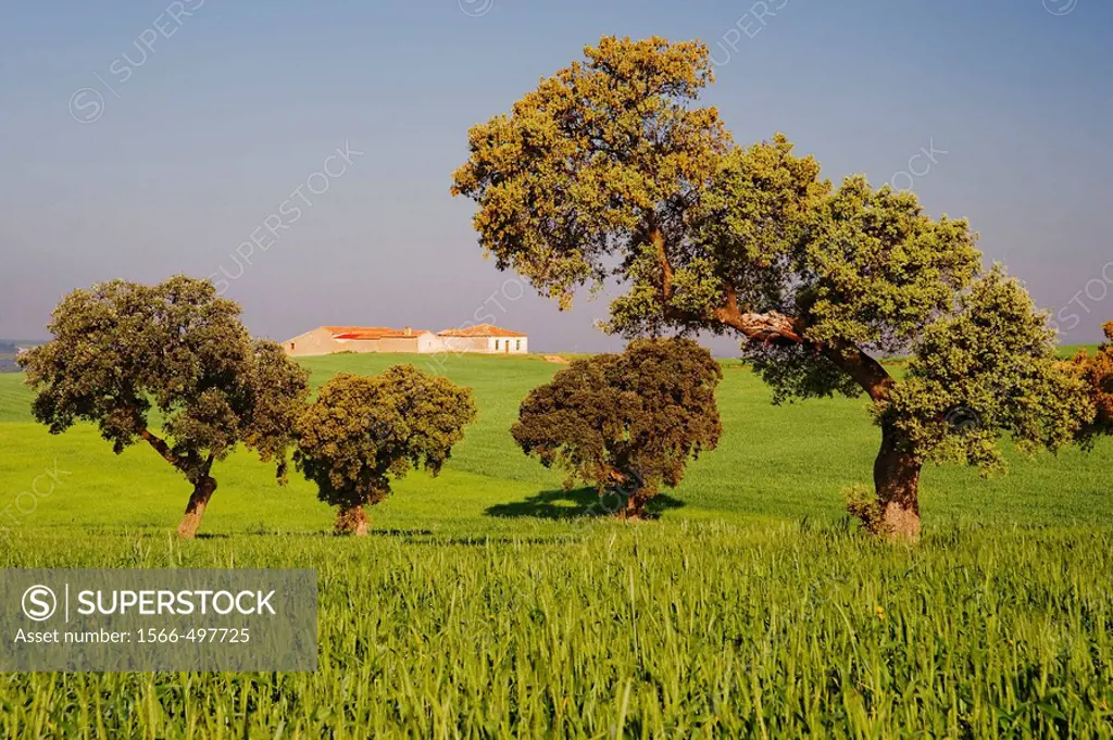 Valle de la Serena. Badajoz province, Extremadura, Spain