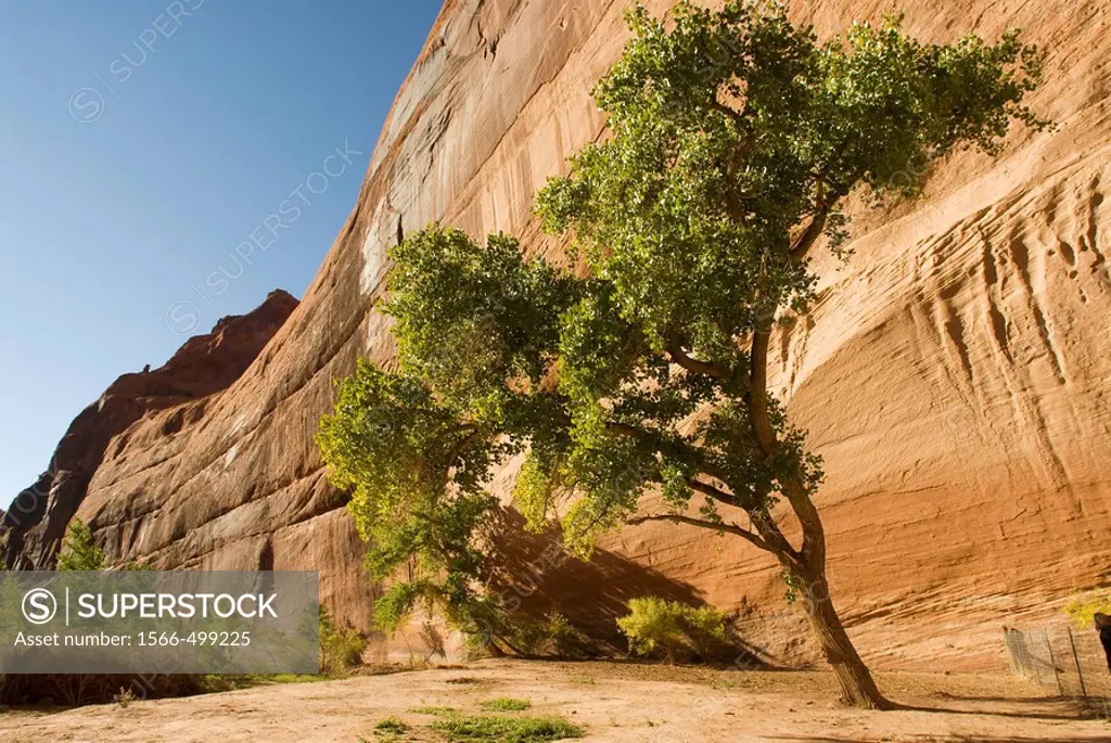 USA, Arizona, Chinle.   Canyon de Chelly National Monument in the Navajo Indian Reserve.  Steep cliffs near the White House Ruins viewed from the cany...