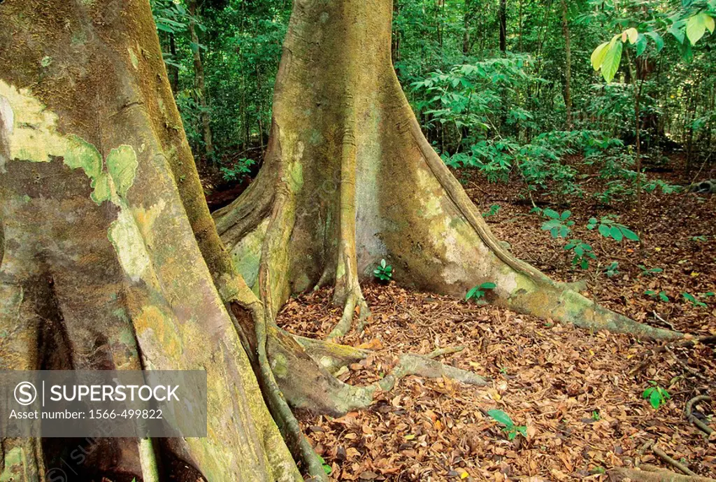 Buttressed tree in the rainforest of SE Asia