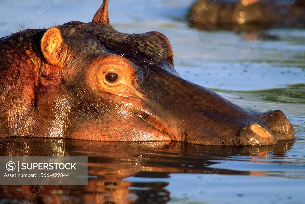 Hippopotamus in river,Hippopotamus amphibius