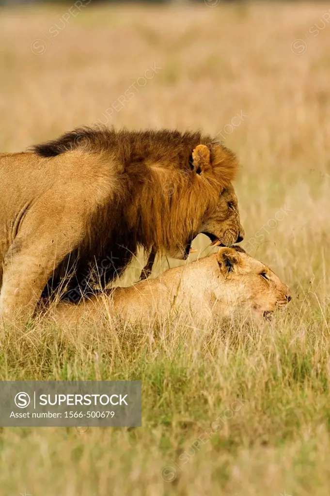 Mating Lions, Panthera leo, Masai Mara, Kenya, East Africa