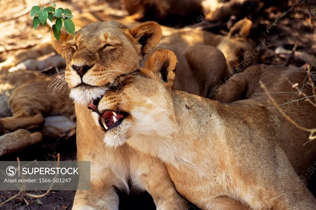 Lions (Panthera leo). Chobe NP. Botswana.