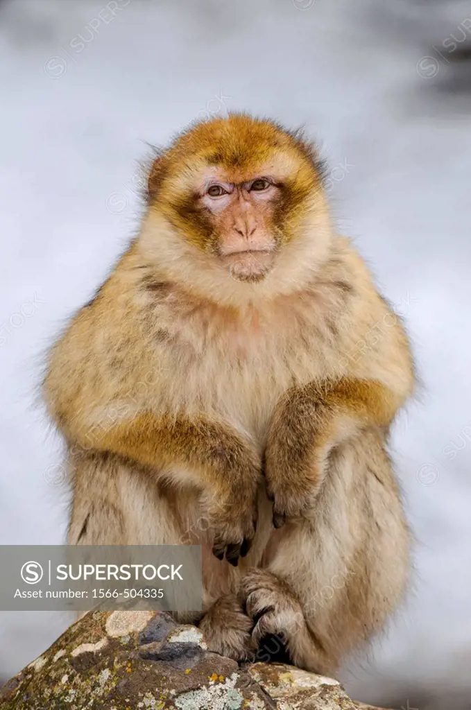 Female Barbay Macaque (Macaca sylvanus) sitting in the snow in winter at the cedar forest, Azrou, Morocco