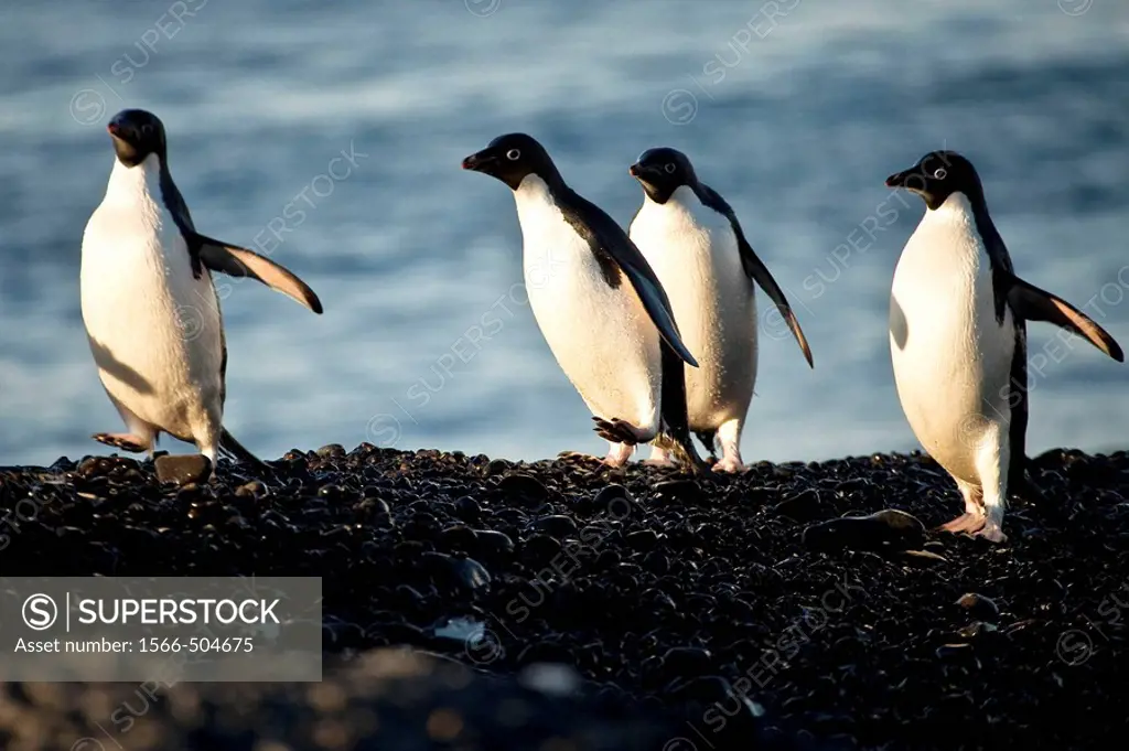 Adelie penguins run along beach, Cape Adare, North Victoria Land, Antarctica