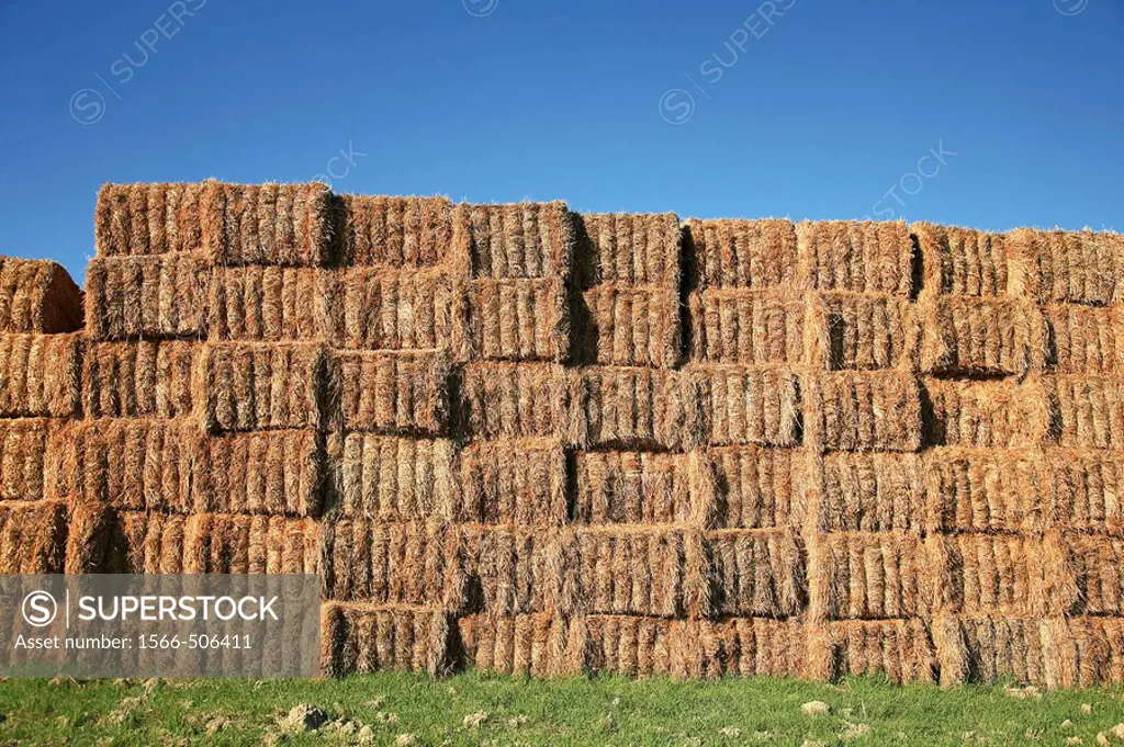 Straw bales stacked on the field