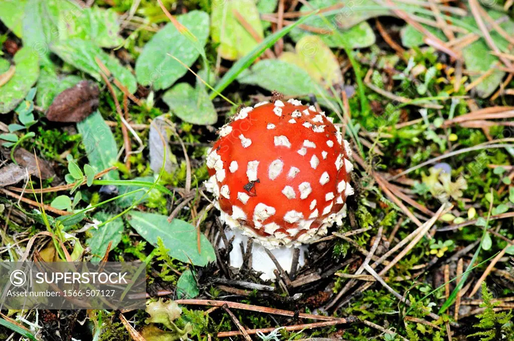 Fly agaric (Amanita muscaria). Osseja, Languedoc-Roussillon, Pyrenees Orientales, France