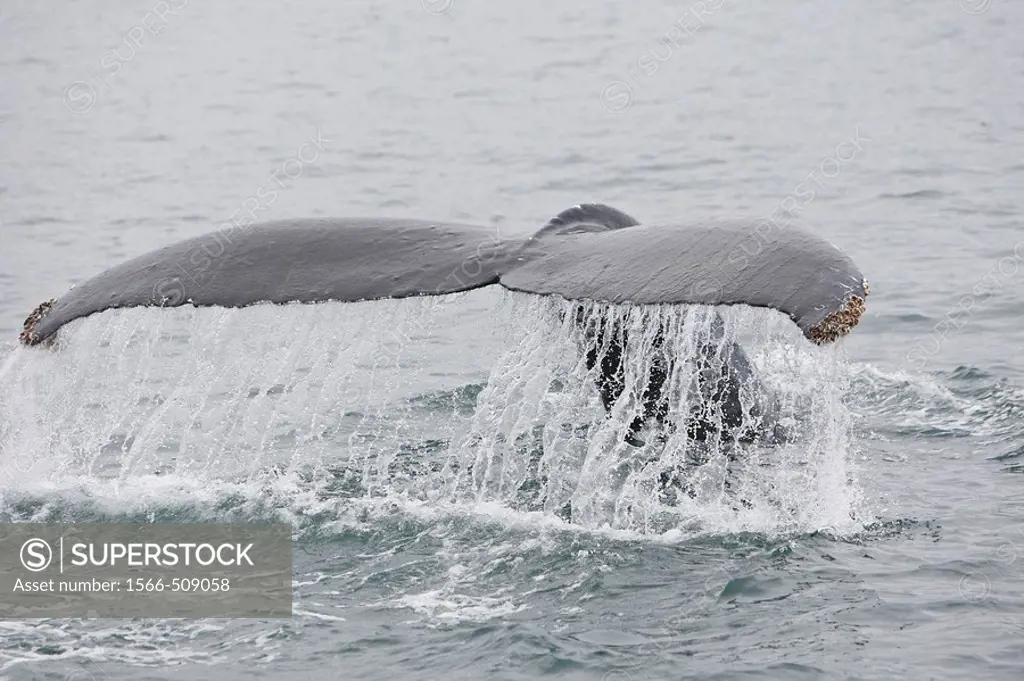 Humpback whale (Megaptera novaeangliae) caudal fin. Frederick Sound, Alaska, USA