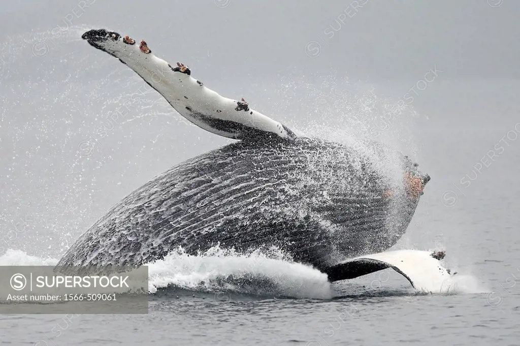 Humpback whale (Megaptera novaeangliae) breaching. Frederick Sound, Alaska, USA