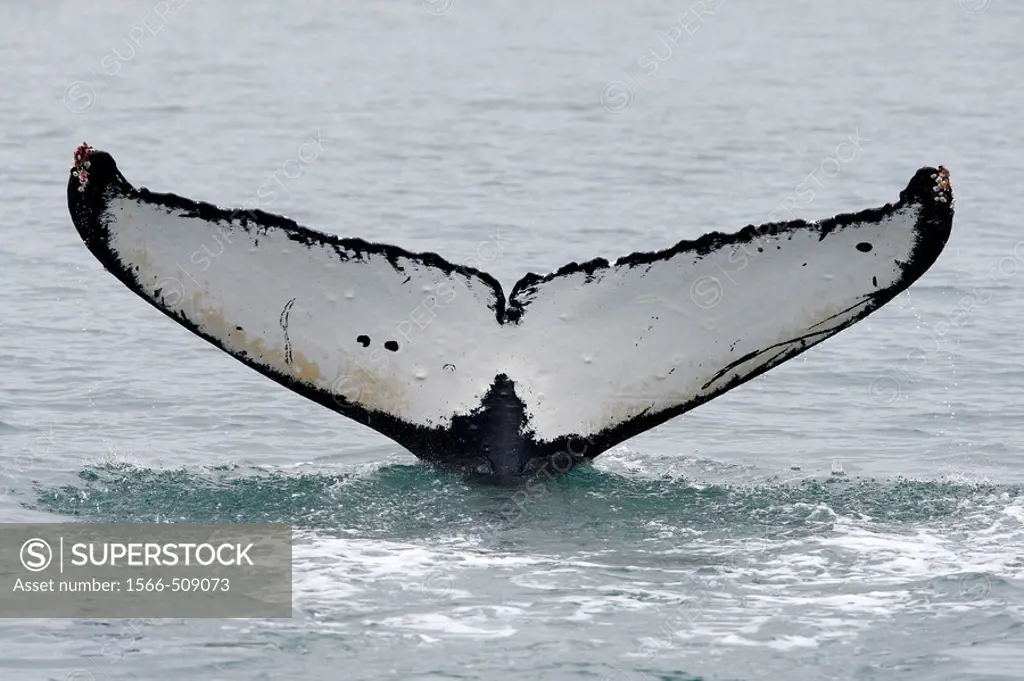 Humpback whale (Megaptera novaeangliae) caudal fin. Frederick Sound, Alaska, USA