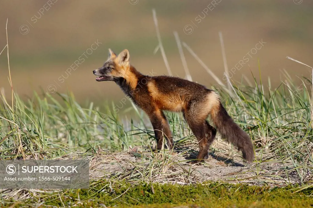 Red Fox (Vulpes vulpes), young during dark phase. Seward Peninsula, Alaska, USA
