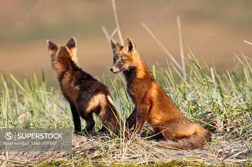 Red Fox (Vulpes vulpes), youngs during dark phase. Seward Peninsula, Alaska, USA