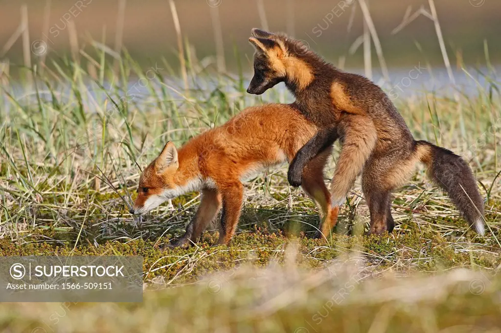 Red Fox (Vulpes vulpes), youngs: one in dark phase and one in regular phase. Seward Peninsula, Alaska, USA