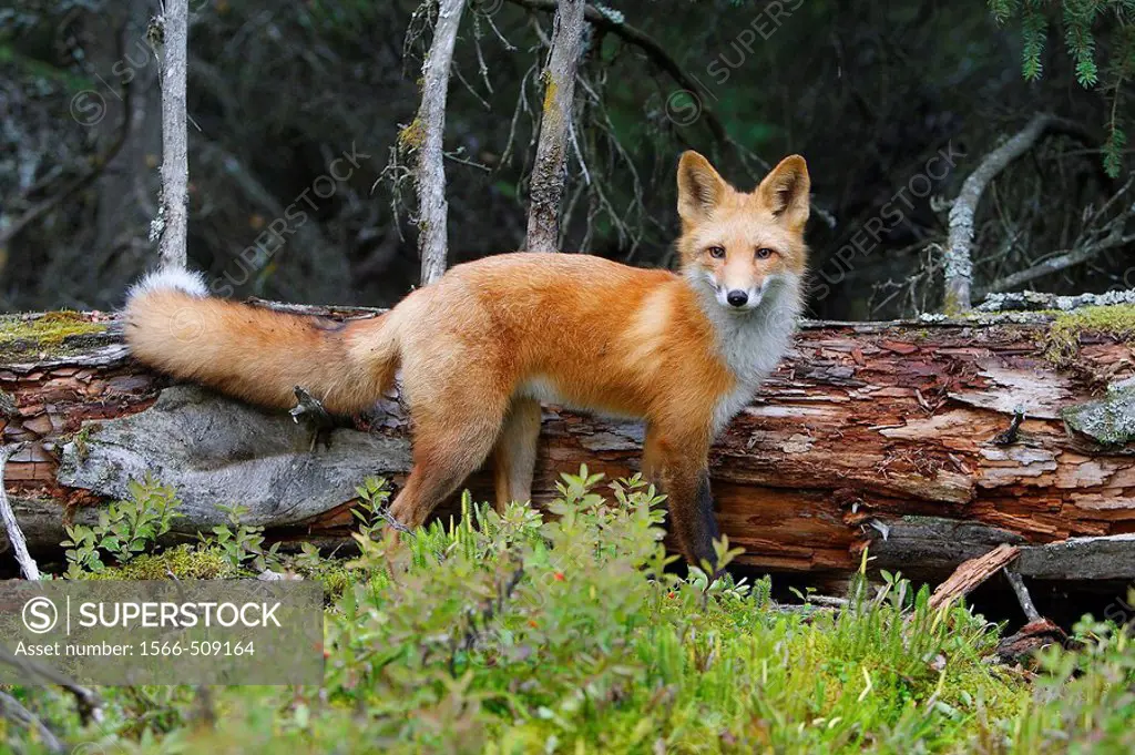 Red Fox (Vulpes vulpes), young