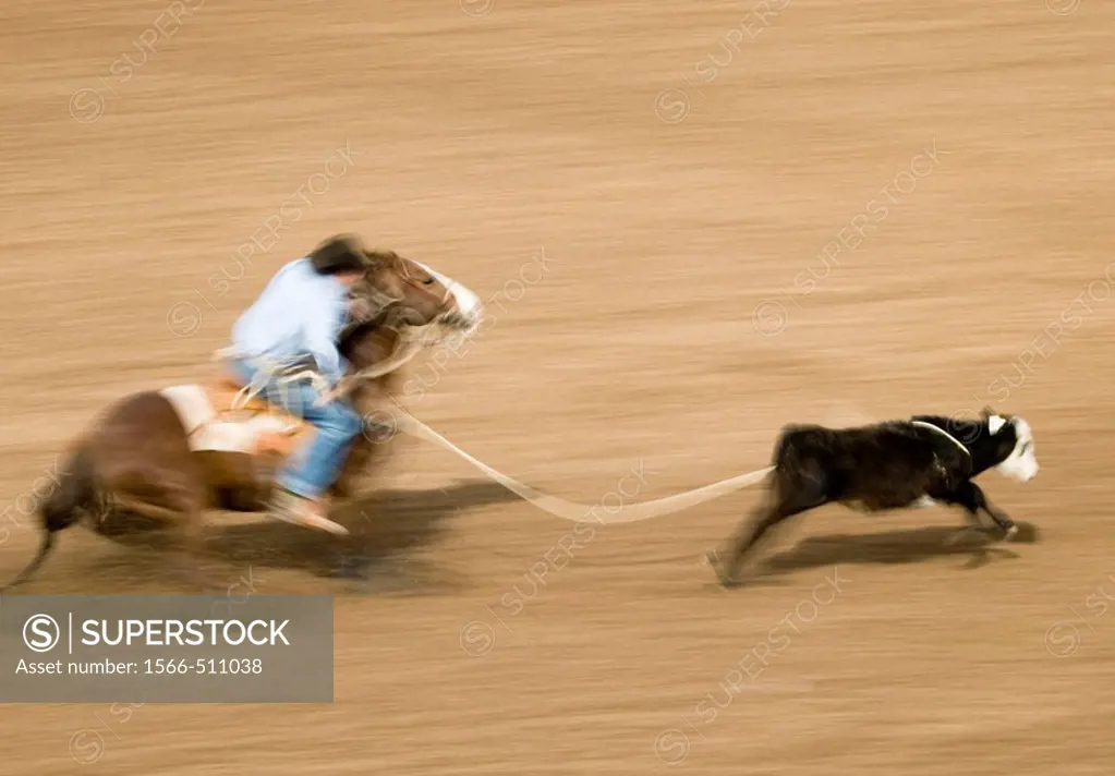 Roping competition at the Tucson Rodeo in Tucson, Arizona, United States