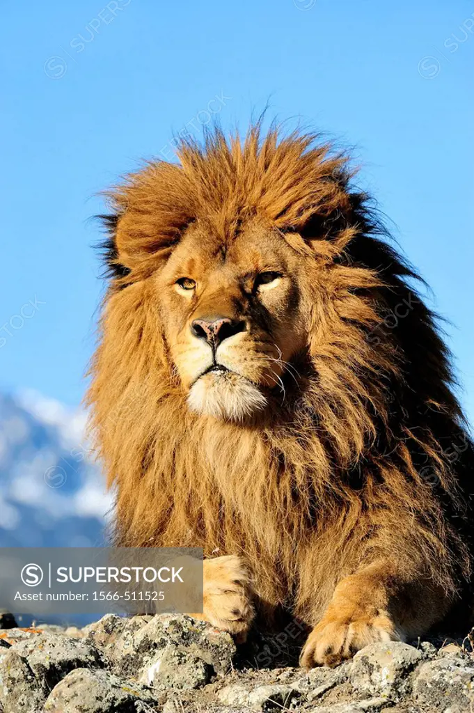 Barbary Lion Panthera leo leo - extirpated, captive
