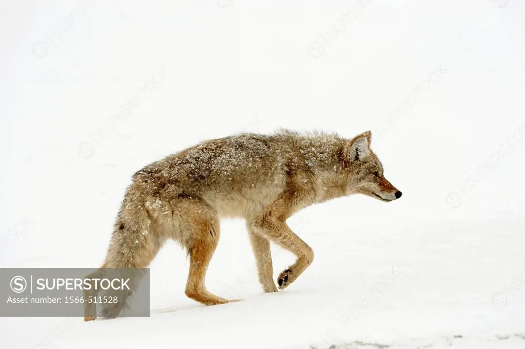 Coyote Canis latrans in winter habitat