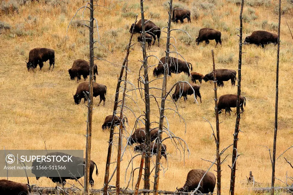 American Bison Bison bison Herd foraging on slope with dead trees