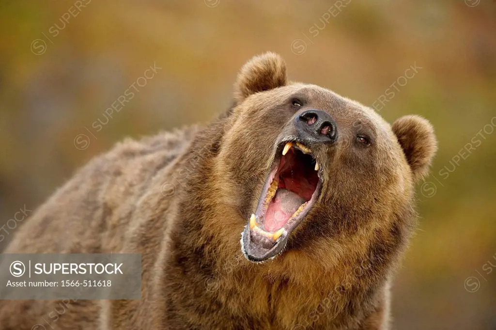 Grizzly bear Ursus arctos- captive snarling