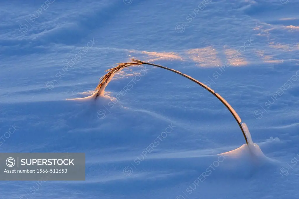 Sea Lyme-grass Elymus arenarius colony with ice in early winter Churchill Manitoba