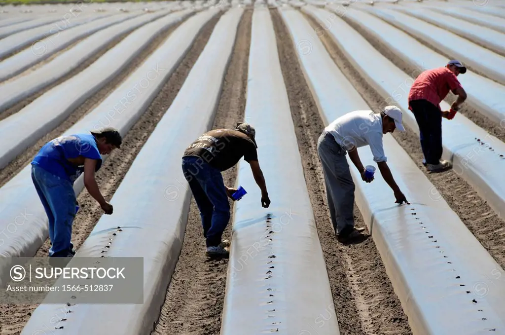 Migrant farm workers plant tomatoes in raised beds Plant City Florida Central