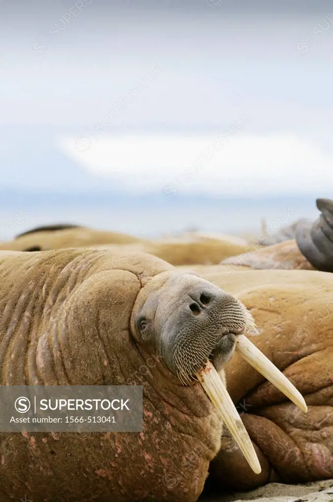 Walrus colony Odobenus rosmarus Poolapynten, Spitsbergen, Svalbard