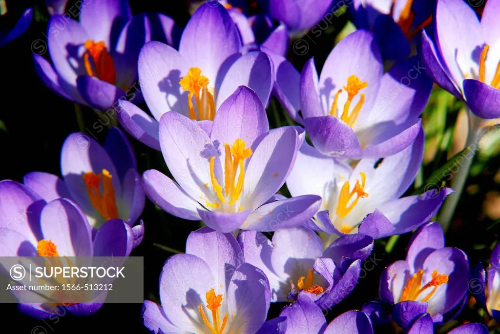 A cluster of crocuses catch the morning light
