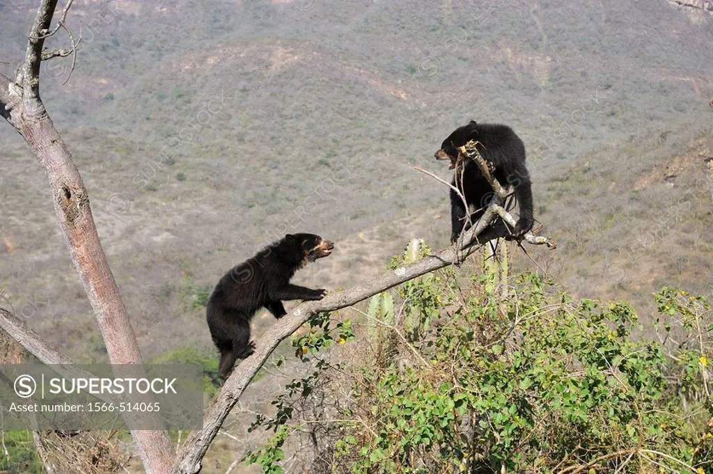 Encounter and fighting between two spectacled bears (Tremarctos ornatus) climbing in tree, Chaparri Ecological Reserve, Peru, South America
