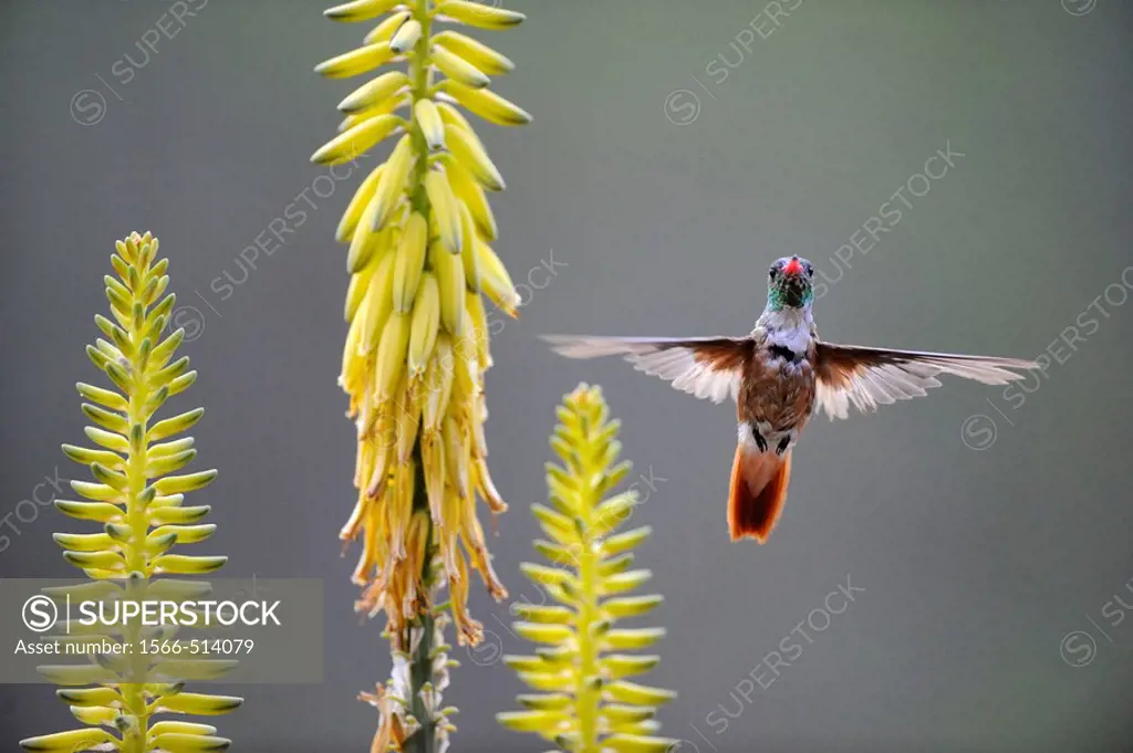 Amazilia hummingbird flying to agave flower to feed on it (Amazilia amazilia) Chaparri Ecological Reserve, Peru, South America