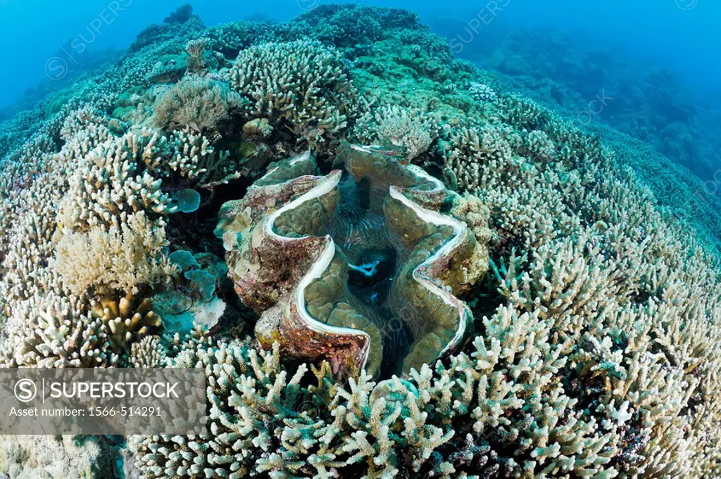 Giant Clam between Branching Corals, Tridacna Squamosa, Micronesia, Palau