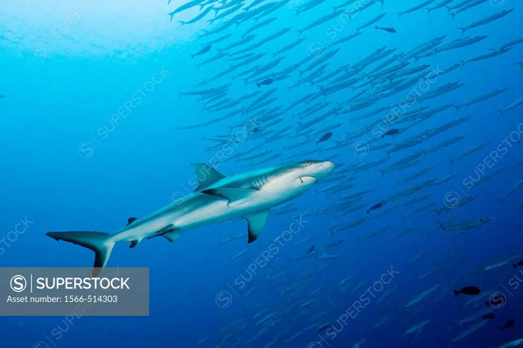 Grey Reef Shark and Barracudas, Carcharhinus amblyrhynchos, Ulong Channel, Micronesia, Palau