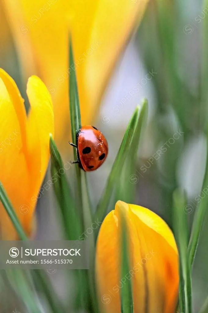 Seven spot ladybird  climbs a leaf in midst of yellow crocus. Coccinella septempunctata The beetle has raindrops glistening on her back from an overni...