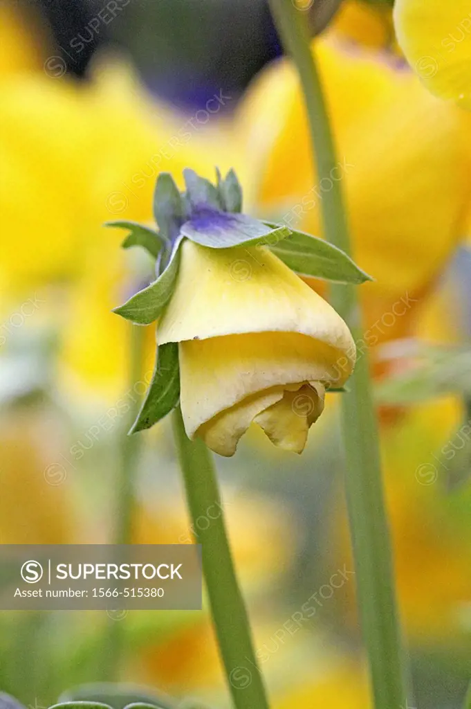 Yellow pansy bud unfolding  Unfolding in a spiral a yellow pansy hangs like a miniature art deco lamp  Blurred background of yellow pansies in a publi...