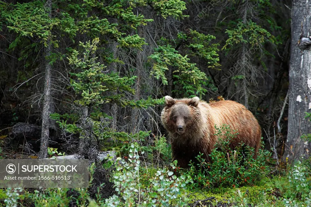 Grizzlybär / Grizzly Bear / Ursus artos horribilis / Kluane-Nationalpark, Kluane National Park and Reserve, Kanada, Canada, USA