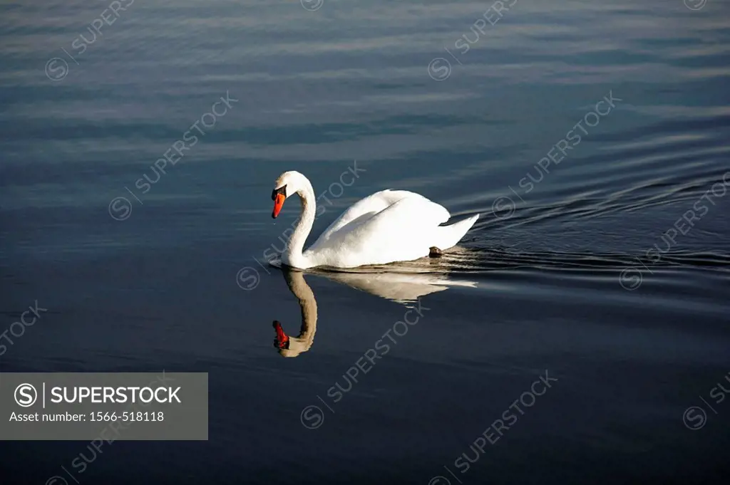 A mute swan cygnus olor on a lake in Northamptonshire, United Kingdom