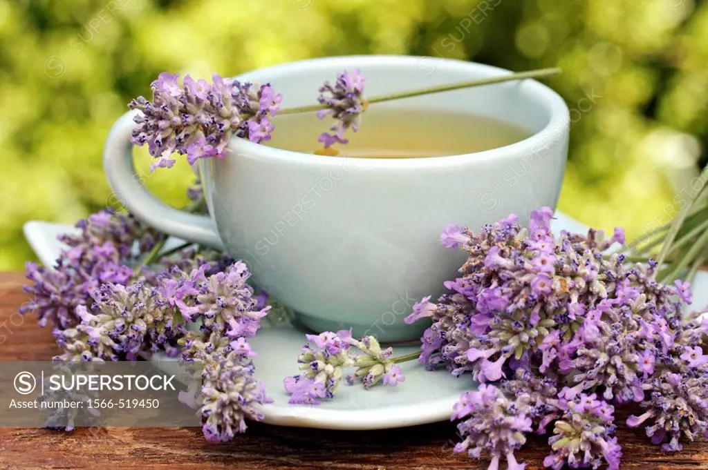 Lavender infusion (Lavandula officinalis)