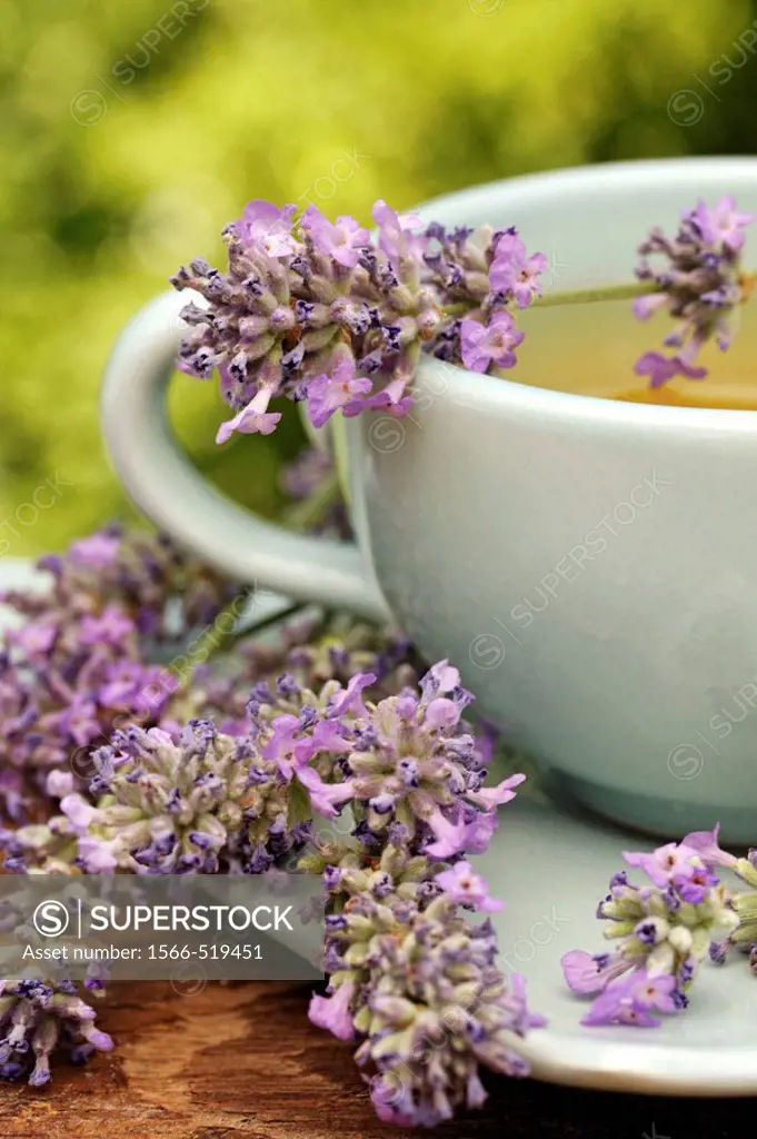 Lavender infusion (Lavandula officinalis)