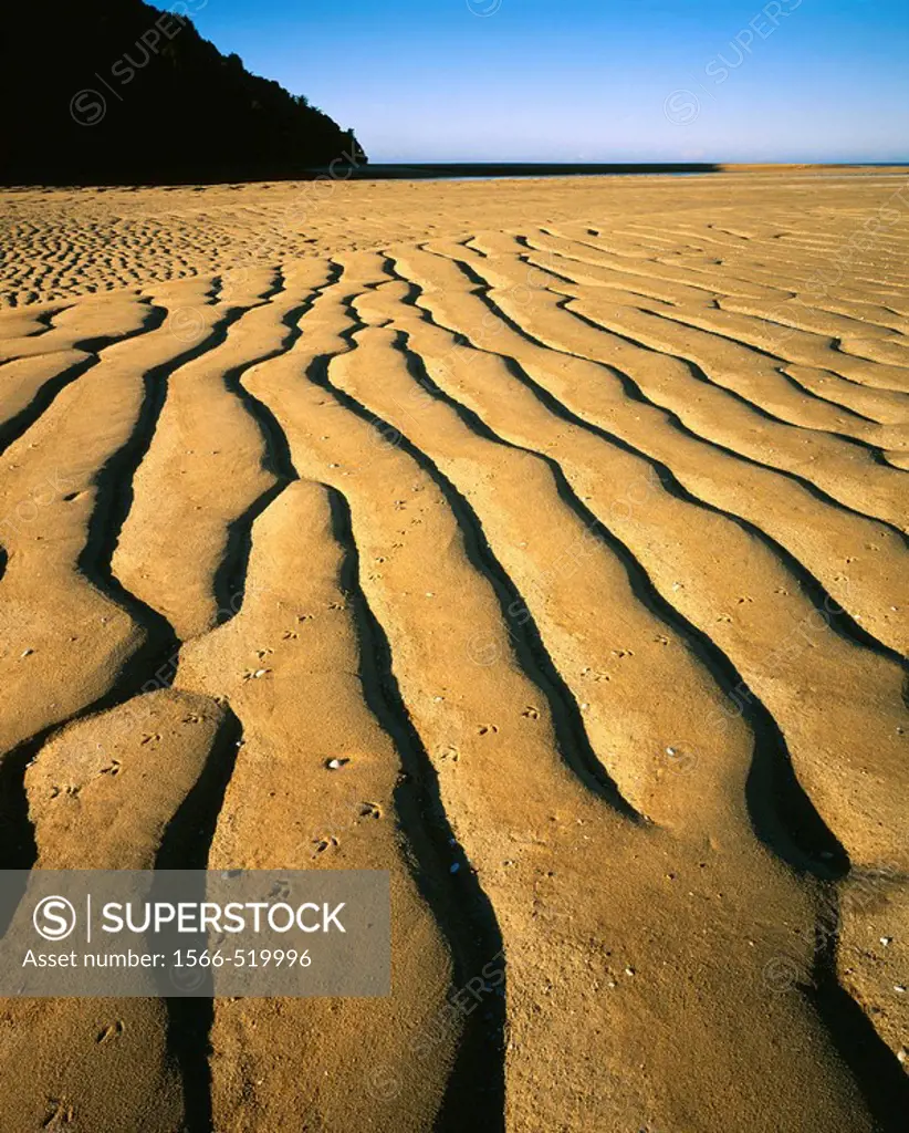 Pied oystercatcher tracks and sand patterns Abel Tasman National Park New Zealand