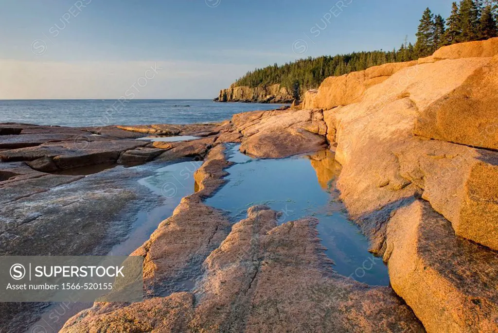 Colorful pink granite of Otter Point glows in the morning light, Acadia National park Maine USA