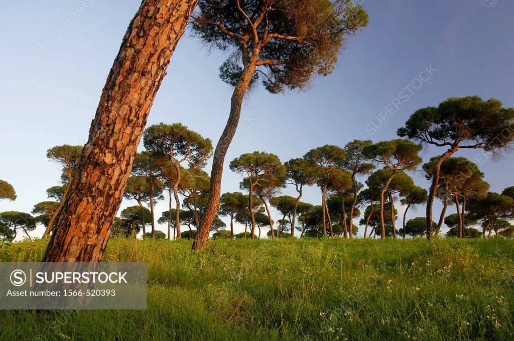 Oromana stone pine woodland, Alcala de Guadaira. Sevilla province, Andalucia, Spain