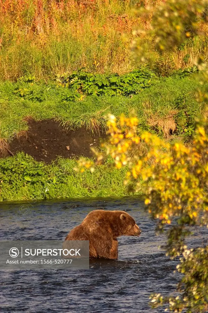 Kodiak Bear, Alaska