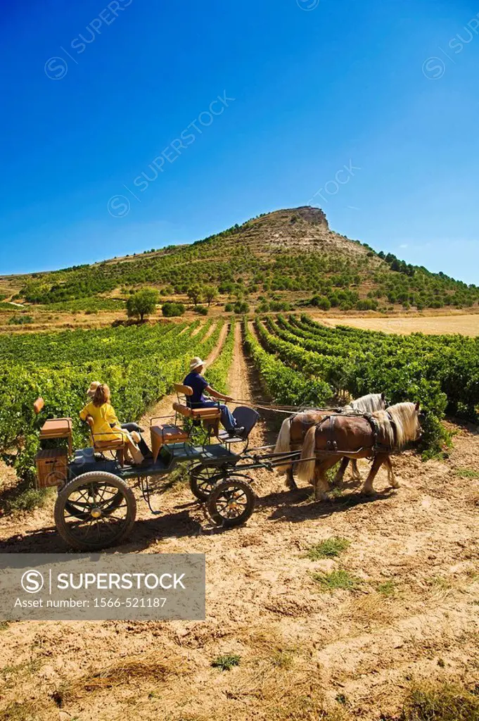 Driving calash in Comenge winery vineyards in the Ribera del Duero wine region. Curiel de Duero, Valladolid province, Castilla-Leon, Spain