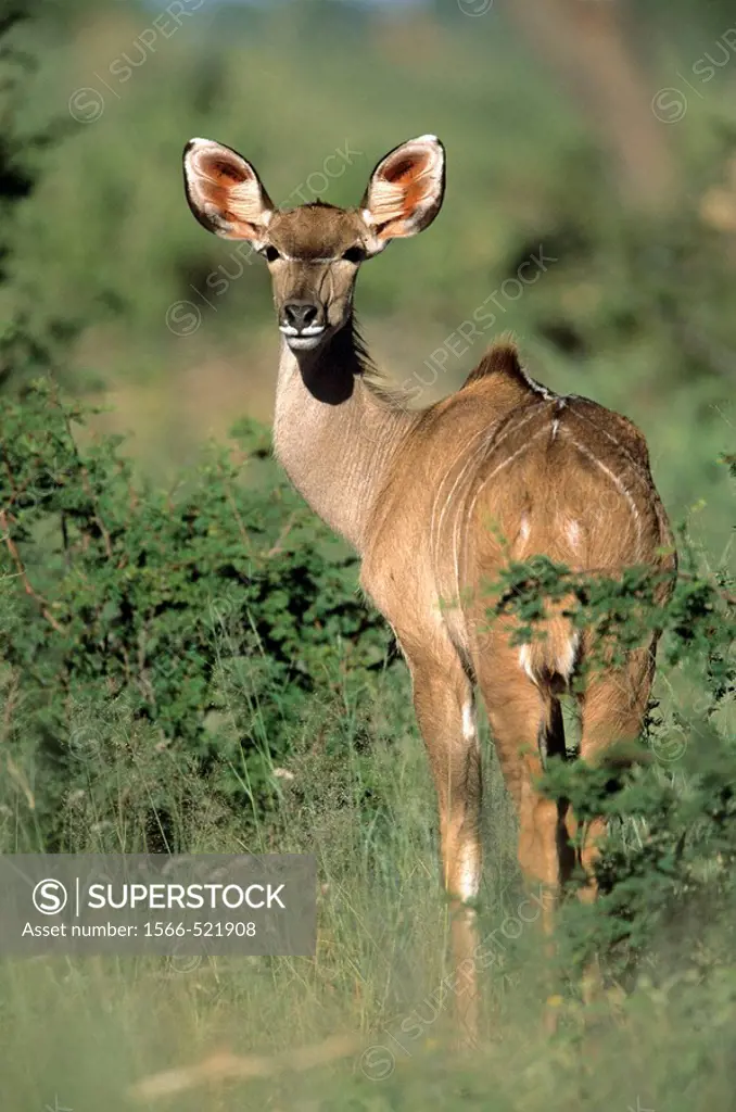 Kudu in Dickicht