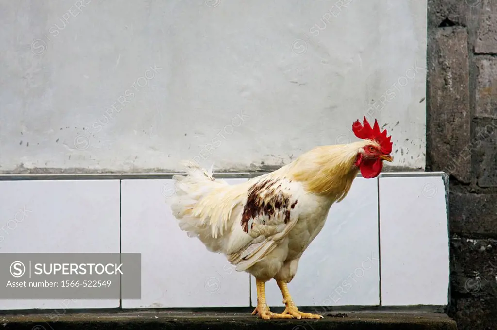 A chicken infront of a white wall in Ubud, Bali.
