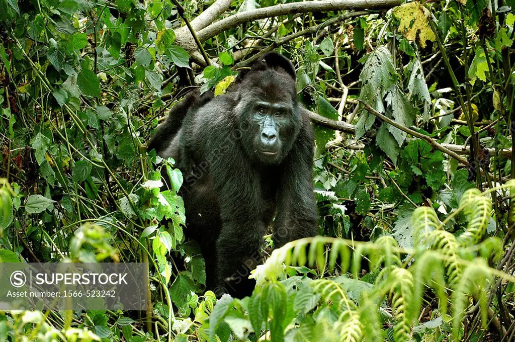 Mountain Gorilla (Gorilla gorilla beringei), Bwindi Impenetrable Forest, Uganda