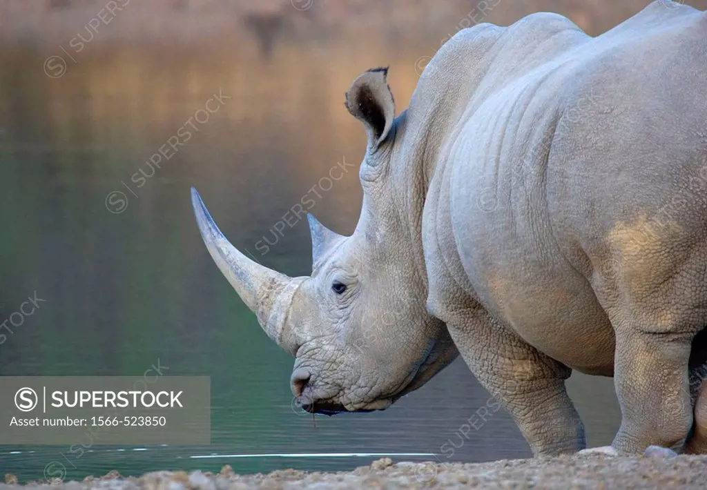 White rhinoceros (Ceratotherium simum), drinking water, Mokolodi Game Reserve, Botswana.