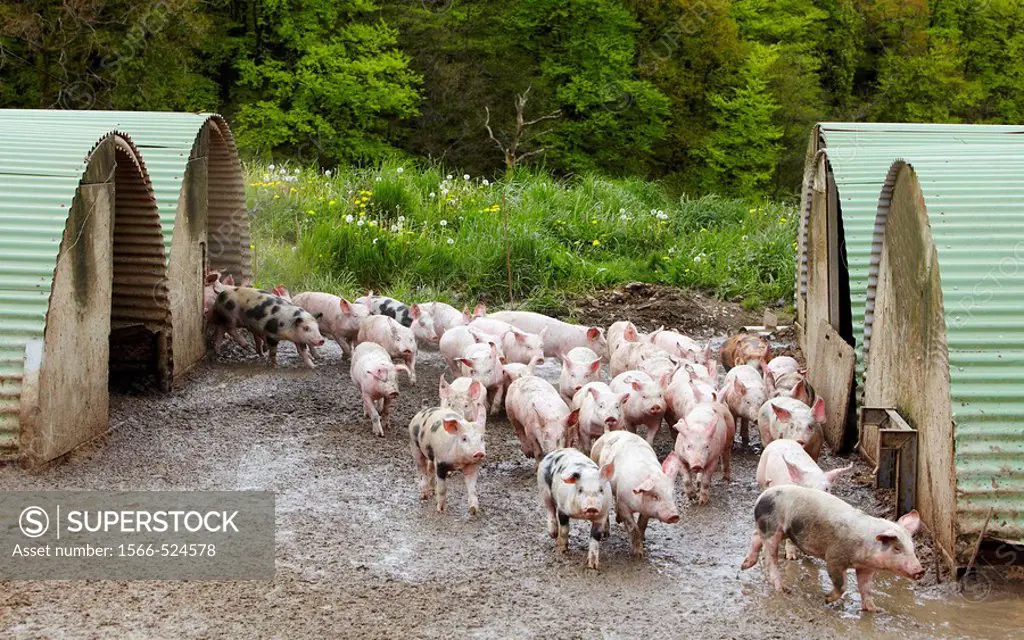 Pig farm, Beizama, Guipuzcoa, Basque Country, Spain