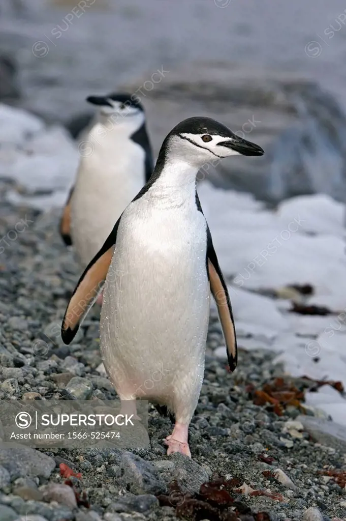 Chinstrap Penguin (Pygoscelis antarcticus). Ronge Island, Antarctica