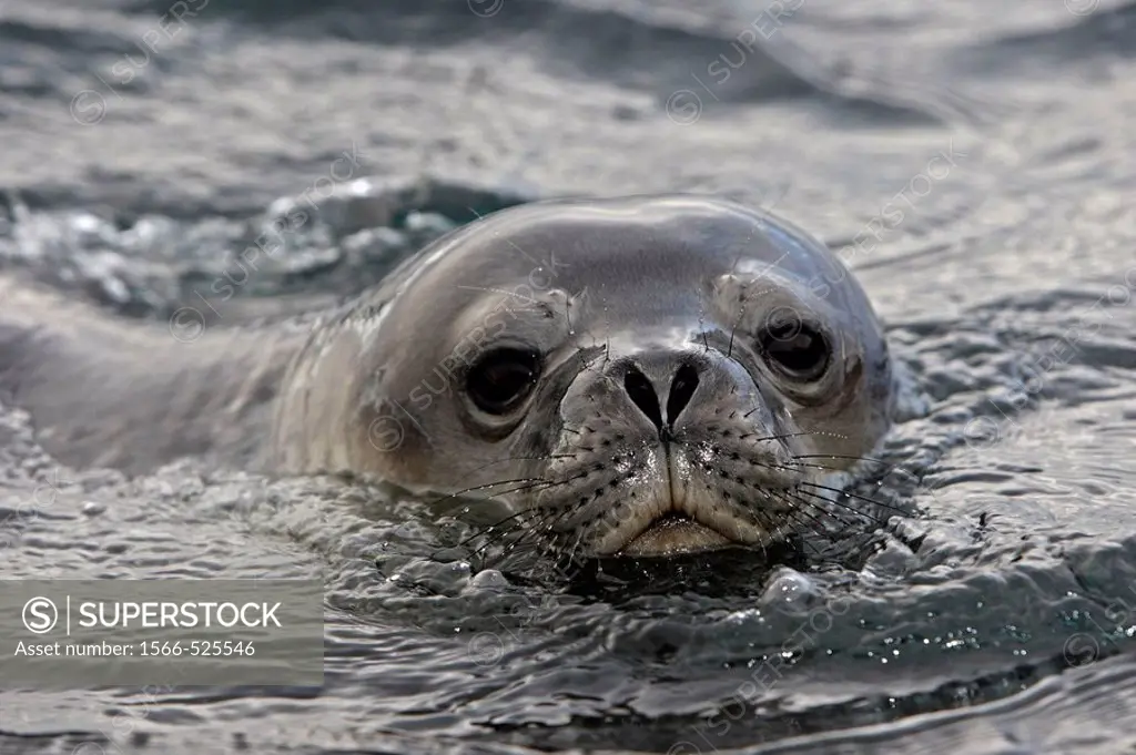Weddell Seal (Leptonychotes weddellii), Antarctica